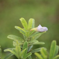 Clitoria laurifolia Poir.